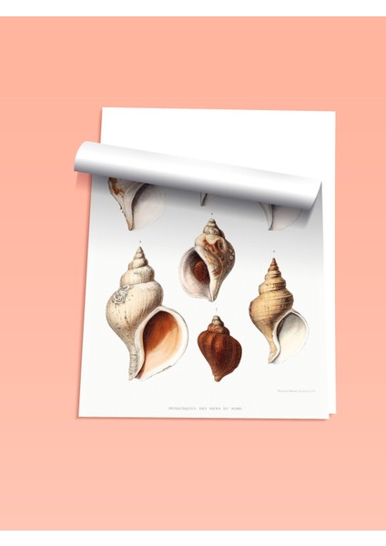 Çerçevesiz Poster, Deniz Kabukları Koleksiyonu Illüstrasyonu, Banyo Dekoru Poster No: 108069 fiyatları