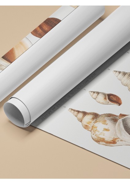 Çerçevesiz Poster, Deniz Kabukları Koleksiyonu Illüstrasyonu, Banyo Dekoru Poster No: 108069 fırsatları