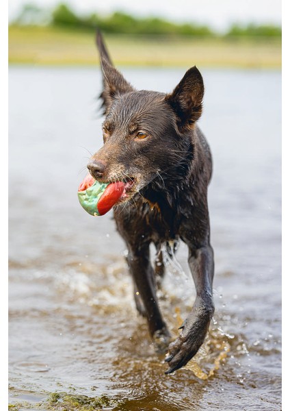 Köpek Oyuncağı, Yüzen, Içi Su Dolabilen Toplar, Mavi/kırmızı, 3 Adet, 6,2cm Lzwdr indirimleri