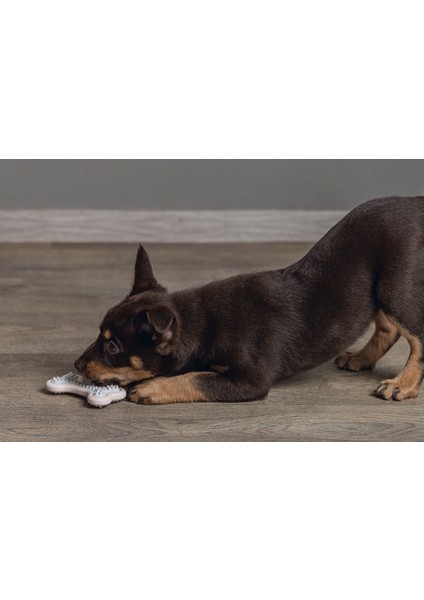 Yavru Köpek Diş Oyuncağı, Içi Dolu Halka, Kauçuk, Pembe, 10CM Lzwdr fırsatları