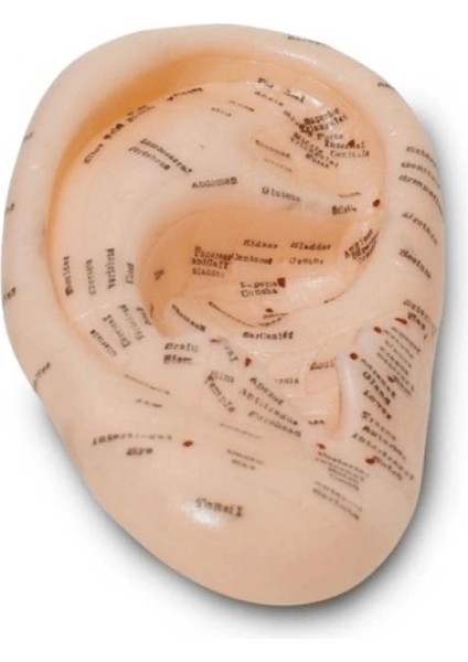 Akupunktur Kulak Modeli