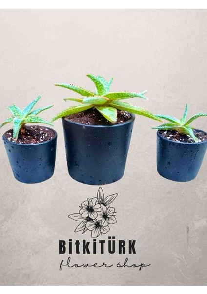 -Pembe Kaktüs Ailesi – 3’lü Set (2 Mini + 1 Büyük) Seramik Saksıda