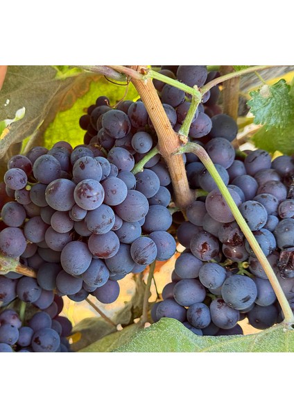 Şarap Mantarı Amorim Netrocork® 100 Adet / 44 x 23 mm (5 Yıl)