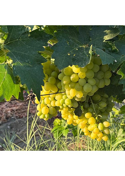 Şarap Mantarı Amorim Netrocork® 100 Adet / 44 x 23 mm (5 Yıl) modelleri