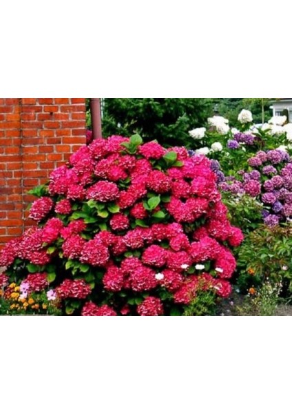 Kırmızı Ortanca (30-50 Cm) modelleri