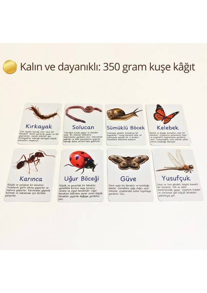 Böcek Gözlem ve Tanıma Seti – Çocuklar Için Böcek Öğrenme Aktivitesi | Doğa Gözlem Etkinliği | Çocuklar Için Ahşap Panolu Böcek Öğrenme Oyunu | Montessori Doğa Etkinliği indirimleri