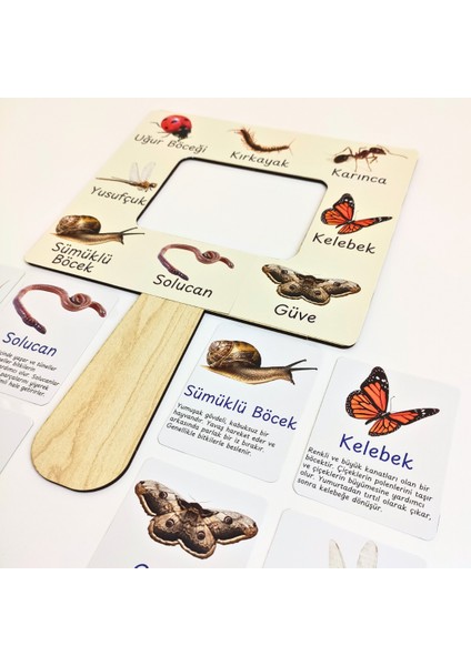 Böcek Gözlem ve Tanıma Seti – Çocuklar Için Böcek Öğrenme Aktivitesi | Doğa Gözlem Etkinliği | Çocuklar Için Ahşap Panolu Böcek Öğrenme Oyunu | Montessori Doğa Etkinliği