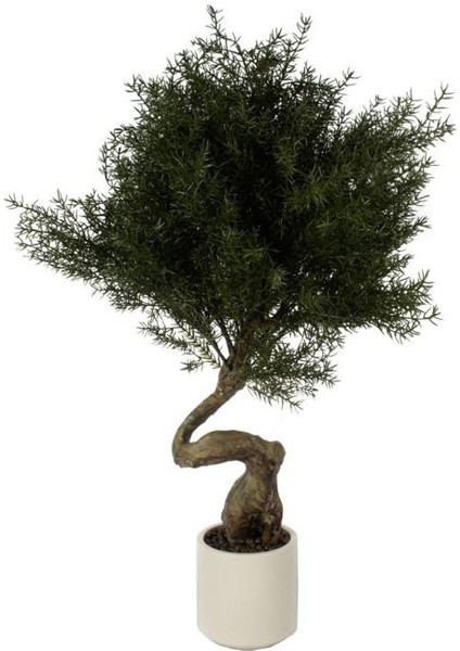 Cedar Tree Bonsai Ağaç 95CM