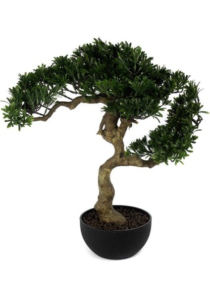 Pine Tree Bonsai Ağaç 55CM
