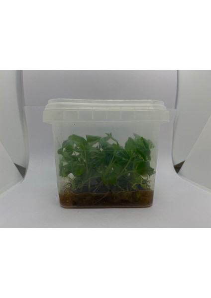 Plastik Yetiştirme Kabı 600ML (20ADET)