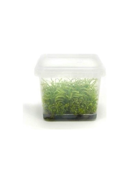 Plastik Yetiştirme Kabı 600ML (20ADET) fiyatları