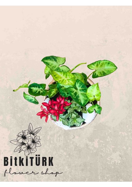 -Saksıda Tropik Bahçe Salon Bitki Atanjmani Hediyelik