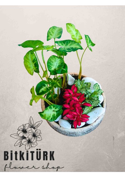 -Saksıda Tropik Bahçe Salon Bitki Atanjmani Hediyelik fiyatları