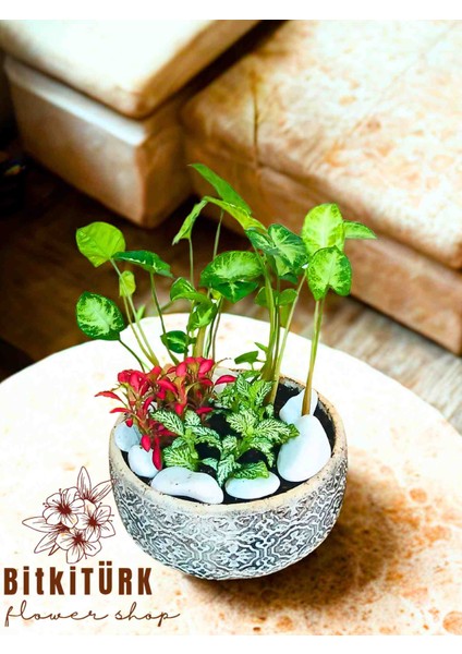 -Saksıda Tropik Bahçe Salon Bitki Atanjmani Hediyelik modelleri