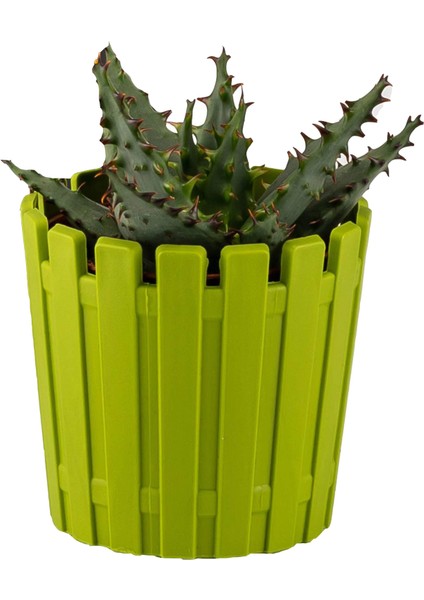 12 Li Akasya 5,5 cm Renkli Plastik Kaktüs Saksısı fiyatları