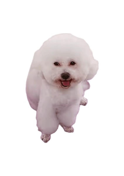 Köpek Araba Koltuğu Kapağı Katlanır Hamak Pet Taşıma Çantası Sepet Taşıma Kedi Kararlı Katlanabilir Seyahat Pet Köpek Araba Koltuğu (Yurt Dışından)