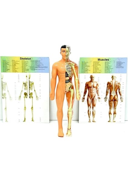 Bfs The Human Body Insan Vücudu 3D Eğitim Seti 3302 fırsatları