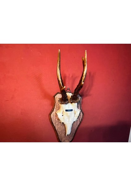 Ahşap Kaidesinde Karaca Geyik Trofesi Boynuzu 31 cm Boyunda - 745JHDFS
