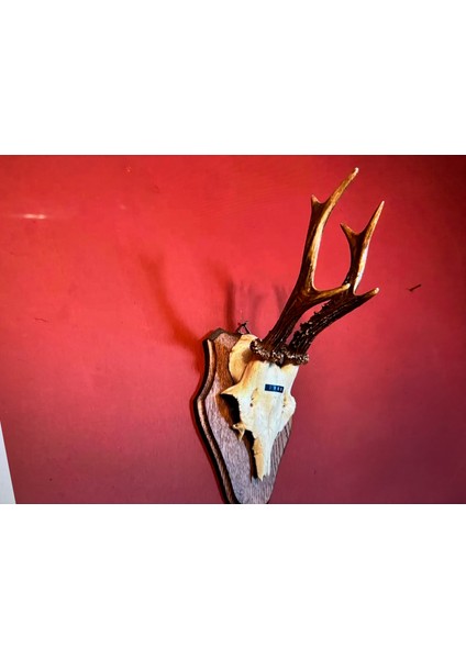 Ahşap Kaidesinde Karaca Geyik Trofesi Boynuzu 31 cm Boyunda - 745JHDFS fiyatları
