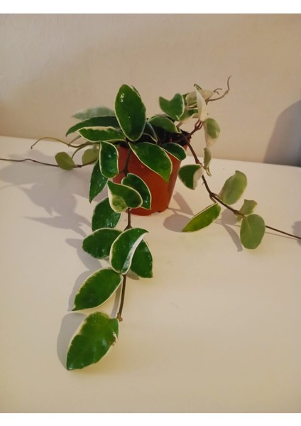 Sürpriz Mum Hoya Çiçeği Pembe Veya Kırmızı Çiçek Açar- Saksıda- Renk Değişimiyle Evinize Renk Katın