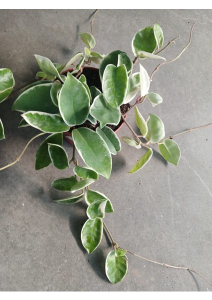 Sürpriz Mum Hoya Çiçeği Pembe Veya Kırmızı Çiçek Açar- Saksıda- Renk Değişimiyle Evinize Renk Katın fiyatları