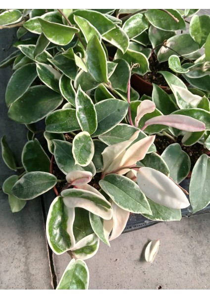 Sürpriz Mum Hoya Çiçeği Pembe Veya Kırmızı Çiçek Açar- Saksıda- Renk Değişimiyle Evinize Renk Katın modelleri