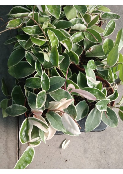 Sürpriz Mum Hoya Çiçeği Pembe Veya Kırmızı Çiçek Açar- Saksıda- Renk Değişimiyle Evinize Renk Katın fırsatları