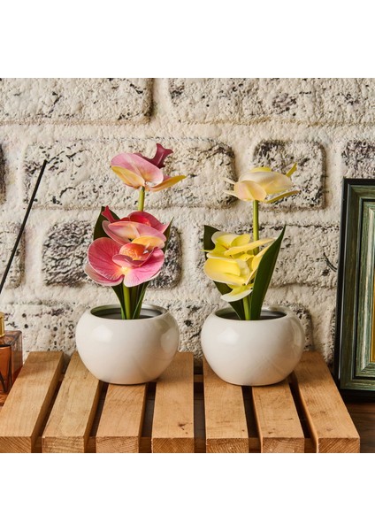 Saksıda Ledli Orkide - Asorti - 25X9 cm