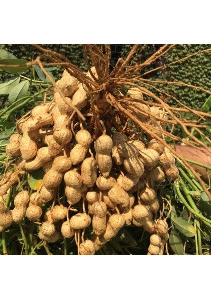 Yeni Sezon Çiğ Haşlamalık Taze Yer Fıstığı Taze Söküm (2 Kg)