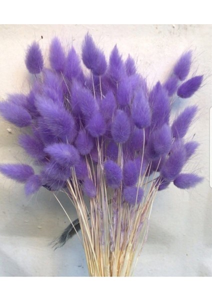 Mor Kuru Çiçek, Pamuk Otu, Lagurus Demet, 10 Dal Doğal Süsleme Seçeneği