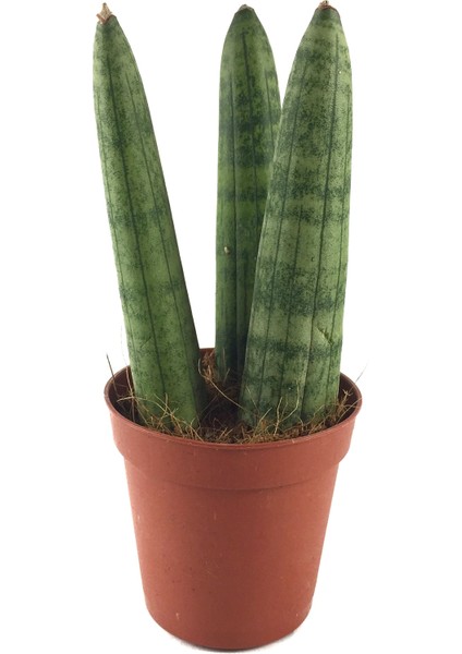 Sansevieria Cylindrica (Paşa Kılıcı)