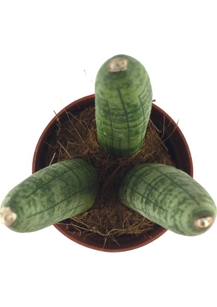 Sansevieria Cylindrica (Paşa Kılıcı) fiyatları