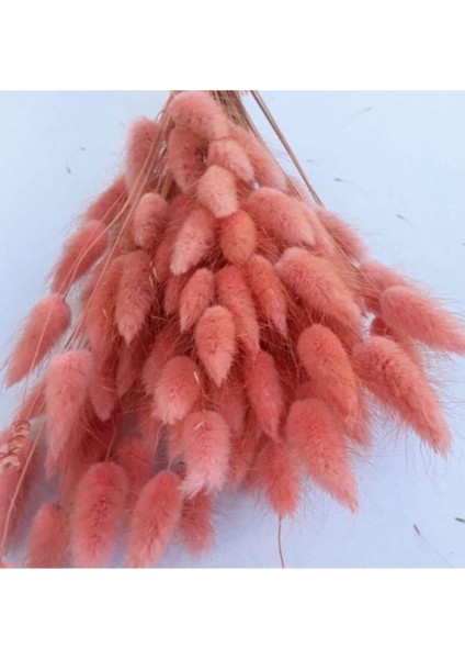 Lacivert Kuru Çiçek, Pamuk Otu, Lagurus Demet, 15 Dal, Doğal ve Şık Dekorasyon