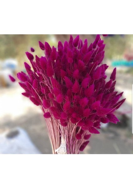 Mor Kuru Çiçek, Pamuk Otu, Lagurus Demet, 15 Dal, Doğal ve Şık Dekoratif Seçenek