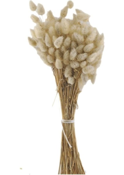 Doğal Kurutulmuş Pamuk Otu Çiçeği, 15 Gr, Bej, Şık ve Eşsiz Dekorasyon Parçası