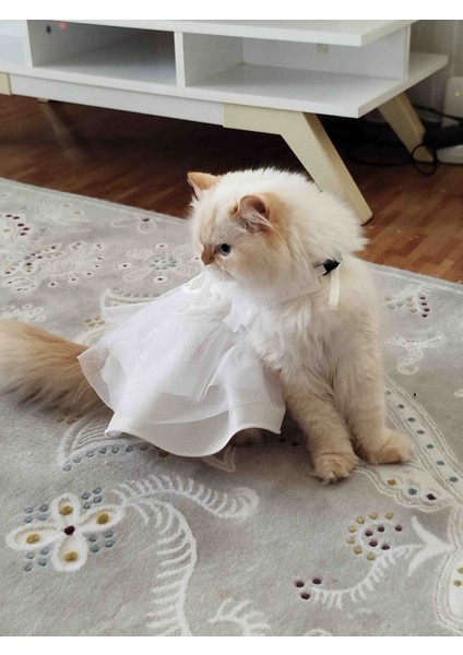 Kedi &köpek Gelinlik Abiye Elbise modelleri