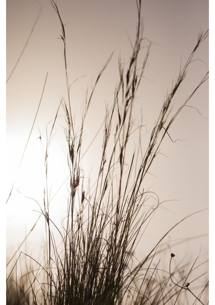 Harikabirev|gün Işığı Bitki Modeli (Grass) |çerçeveli Temperli Cam Tablo Tekli Dikey fiyatları