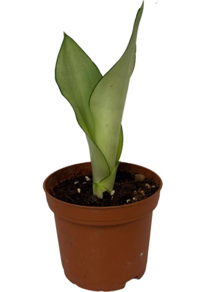 Sansevieria Trifasciata 'Moonshine' (Paşa Kılıcı)