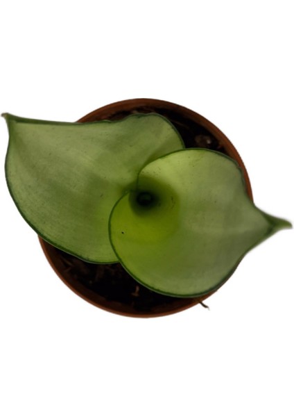 Sansevieria Trifasciata 'Moonshine' (Paşa Kılıcı) fiyatları