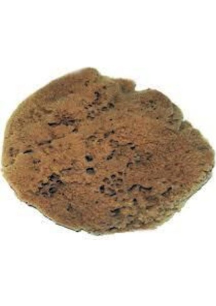 Kahverengi Deniz Süngeri, Temiz ve Yumuşak Temizlik Için Güzel Seçenek