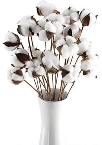 10'lu Doğal Pamuk Dallar, Beyaz, Yumuşak ve Hafif, Dekoratif ve Kullanışlı Set