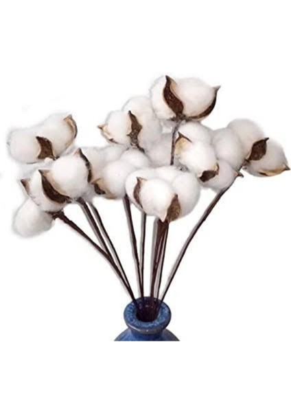 10'lu Doğal Pamuk Dallar, Beyaz, Yumuşak ve Hafif, Dekoratif ve Kullanışlı Set modelleri