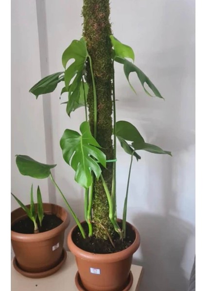 Bitki Destek Çubuğu 160CM (Yosun Sopası)