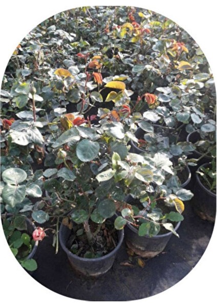 Rose Seedling Yellow Scented Evergreen 10-20 cm