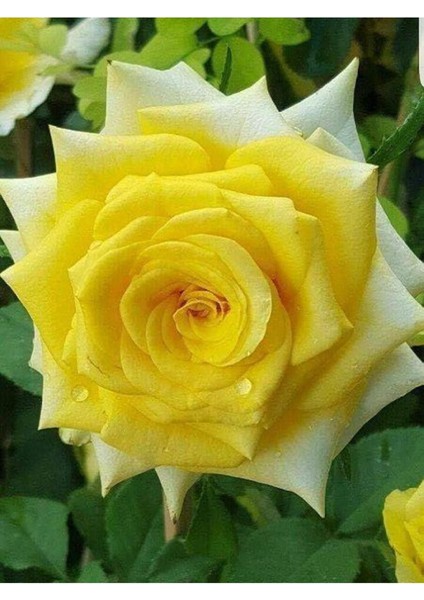 Rose Seedling Yellow Scented Evergreen 10-20 cm fiyatları