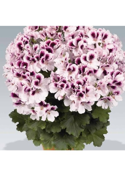 Hürrem Purple White Gazelle Eye Geranium Flower Seedling 10-20 cm fiyatları
