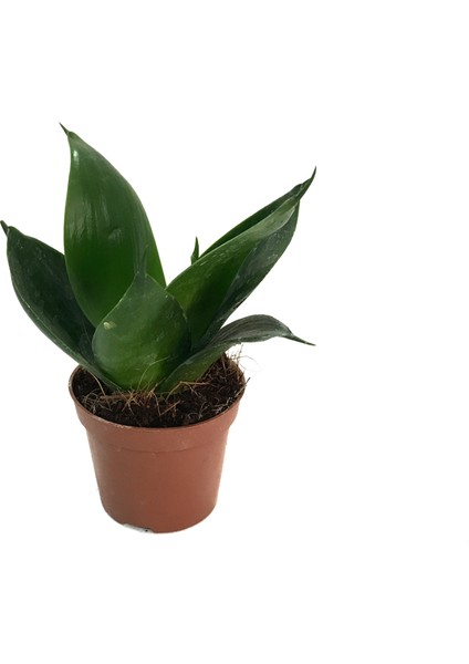 Sansevieria 'Jade' (Paşa Kılıcı)