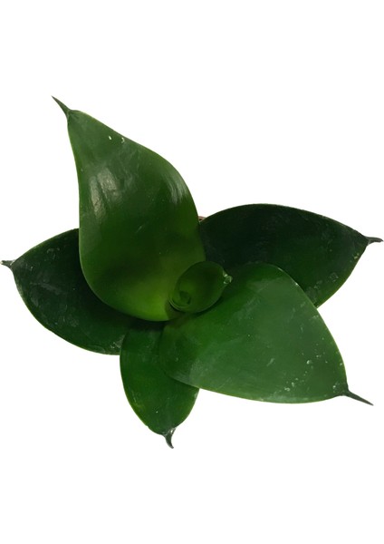 Sansevieria 'Jade' (Paşa Kılıcı) fiyatları