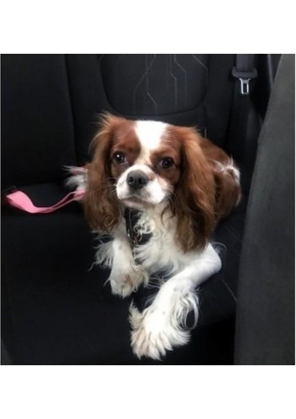 Köpek Kedi Araç Emniyet Kemeri - Köpek Tasması fiyatları