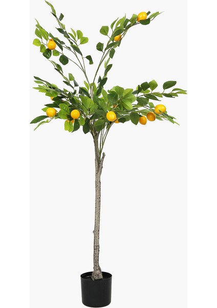 Saksılı Limon Ağacı 145 cm